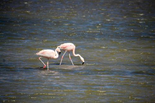 two pink flamingos are standing in the water at BYLELA in Tinogasta