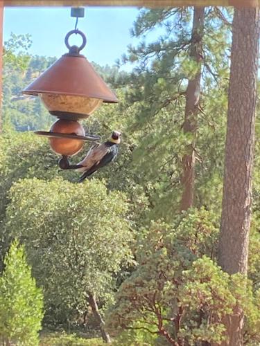 Sierra Trails Retreat – Photos 4