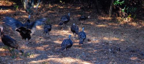 Sierra Trails Retreat – Photos 2