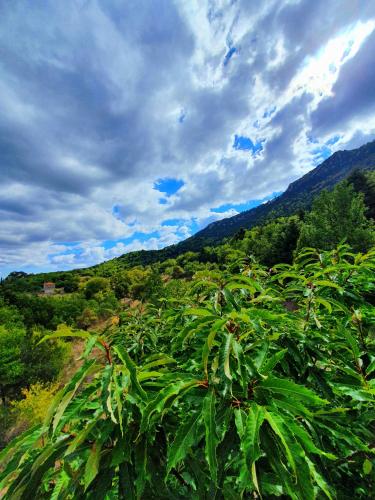 a field of plants with mountains in the background at Helicon Muses Friendly Mountain B&B Guesthouse in Evangelístria
