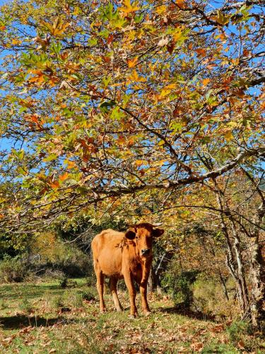 a brown cow standing in a field under a tree at Helicon Muses Friendly Mountain B&B Guesthouse in Evangelístria