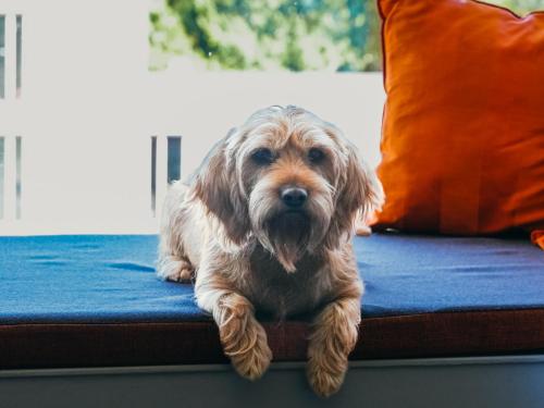 a small brown dog laying on a bed at Golden Tulip Zoetermeer - Den Haag in Zoetermeer