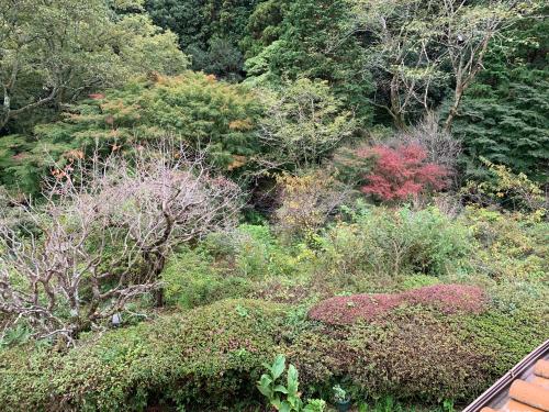 a forest filled with lots of plants and trees at HOTEL LT Kitchen Yugawara in Yugawara