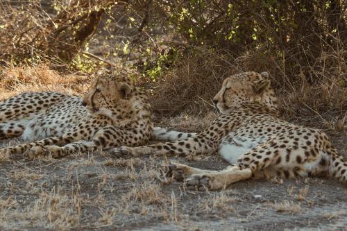 two cheetahs laying on the ground in the grass at Last Word Madikwe in Madikwe Game Reserve