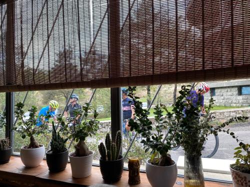 a group of potted plants sitting on a window sill at Dim's Hotel & Restaurant in Korçë