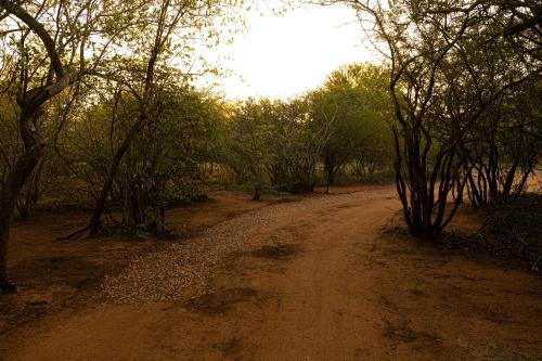 a dirt road in the middle of a forest at Bushveld Jewel - Close to Kruger in Hoedspruit