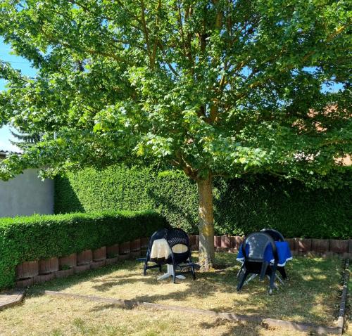 two chairs sitting under a tree next to a hedge at Pension Schmidt Bad Kösen in Bad Kösen