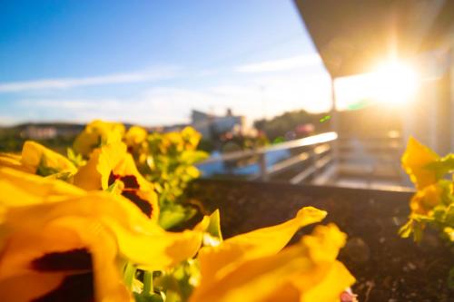 a group of yellow flowers with the sun in the background at ELITE LUXURY BOUTIQUE in Fier