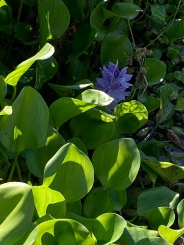 a purple flower in the middle of green leaves at Valle Luna in Tocaima