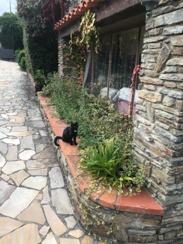 a black and white cat sitting in front of a building at Hébergements à La Rive, Accueil ouvert tous les jours jusqu'à 20h00 dernier délai, depuis 30 ans ! Réserver ici svp ! Merci ! Aucun règlement à distance accepté, Paiement par CB, Espèces, Chèque ou Chèques-Vacances impérativement à la remise des clefs ! in Amélie-les-Bains-Palalda