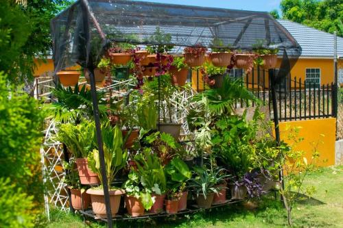 Windbreak Villa في Buff Bay: حديقة بها نباتات الفخار في بيت زجاجي