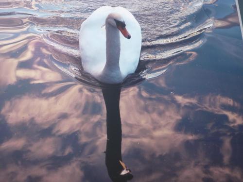 a swan swimming on a body of water at au petit canal de Colmar 3 in Kunheim