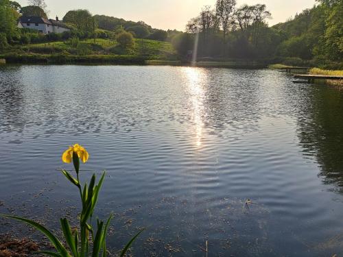 a yellow flower in the middle of a lake at The Holt - a cosy bolthole on a wildlife reserve with hot tub -Exmoor 7m in Oakford