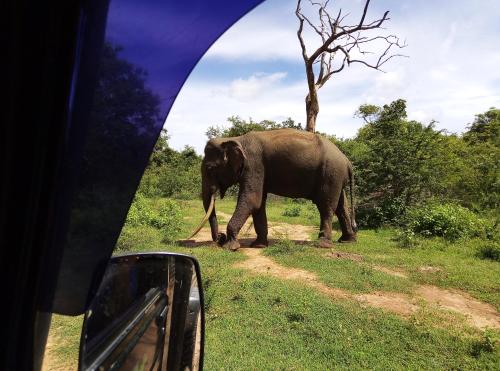 an elephant walking down a dirt road next to a car at Leel’s Safari Cottage in Udawalawe