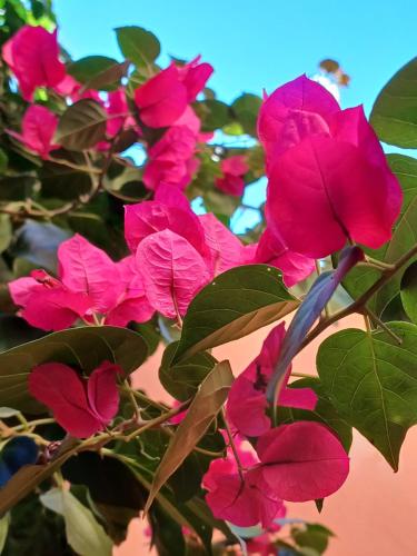 a bunch of pink flowers on a plant at Suítes Canto do Pontal in Paraty