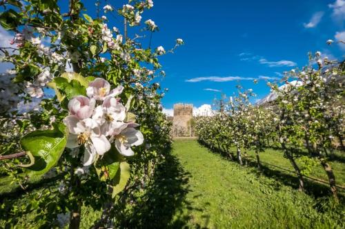 a row of apple trees with a castle in the background at B&B La Tour de Villa in Aosta