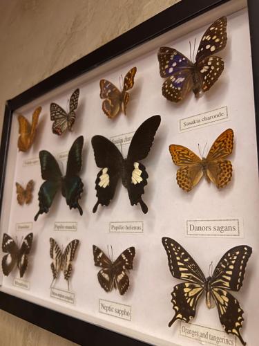 a display of butterflies in a display case at City Retreat 8-8 in Arusha