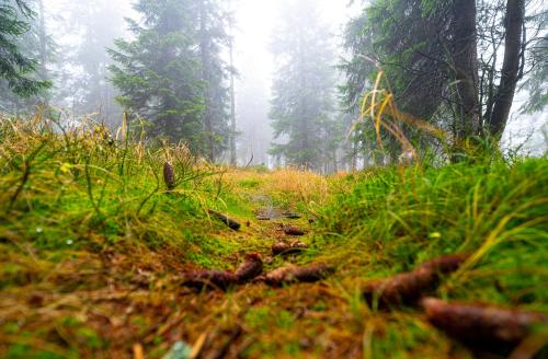 a path in a misty forest with trees at Horská bouda Krakonoš in Pec pod Sněžkou