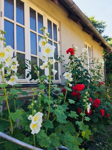 a bunch of flowers in front of a house at NordsoeHousing-Rørby in Kalundborg