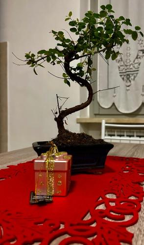 a bonsai tree on a table with a red blanket at Casa vacanze Giuliani via Rasiglia in Casenove
