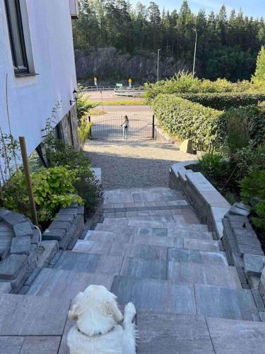 a white dog laying on the steps of a building at Independent apartment in Borås in Borås