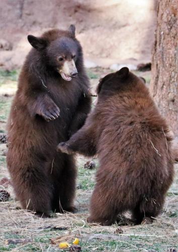 two brown bears standing next to each other at Sheridan House Inn- Adult Only Accommodation in Williams