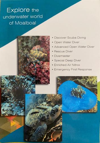 a collage of pictures of the underwater world of maldives at Coconut Inn Moalboal in Moalboal