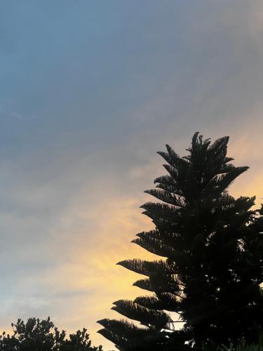 a palm tree in front of a sunset at Sylvester Villa Hostel Negombo in Negombo