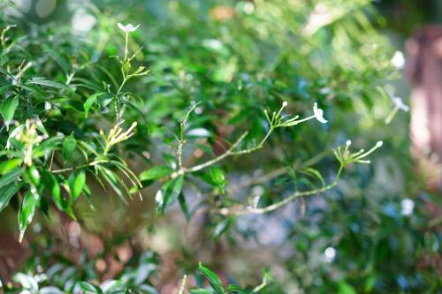 a close up of a tree with green leaves at Nhà Lúa Homestay in Ninh Binh