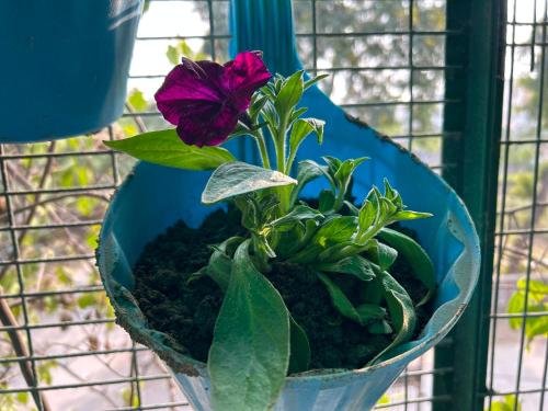a plant in a blue pot with a purple flower at Max Guest House in Agra