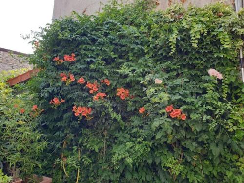 einen Busch mit roten Blumen an der Seite eines Gebäudes in der Unterkunft Maison jardin porte de paris in Vitry-sur-Seine