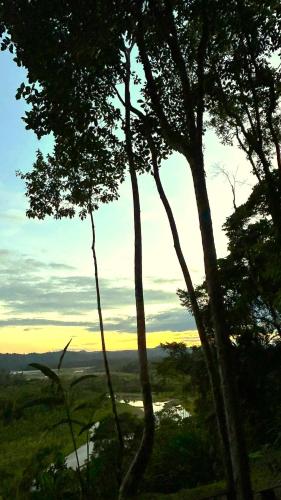 a group of trees with the sunset in the background at Gaia Amazon Eco Lodge in Ahuano