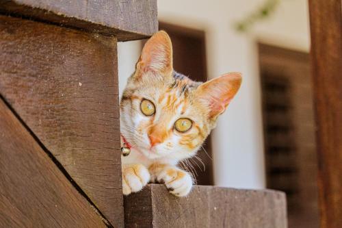 a cat peeking out from behind a wooden fence at No Worries Pipa in Pipa