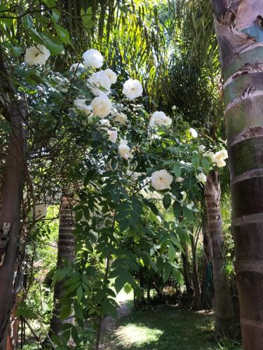 a tree with white flowers growing between two palm trees at El viento en los sauces in Sauce de Portezuelo