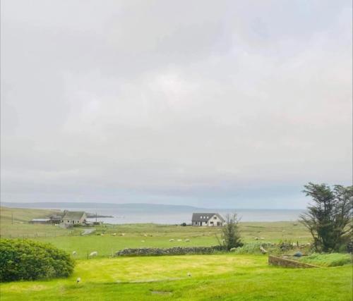 a herd of sheep grazing in a green field at Sea View B & B in Ulsta