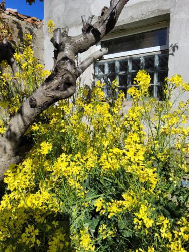 un montón de flores amarillas delante de una ventana en Quilmeña-al-Sur Departamento 1 en Esquel
