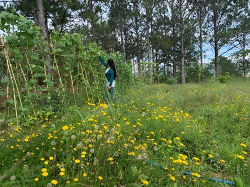 a woman standing in a field of flowers at Romantic house 2 on a pine hill Dalat in Da Lat