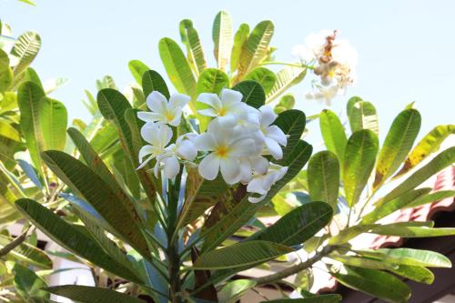 a tree with white flowers and green leaves at Sunrise Garden House - Luang Prabang in Luang Prabang