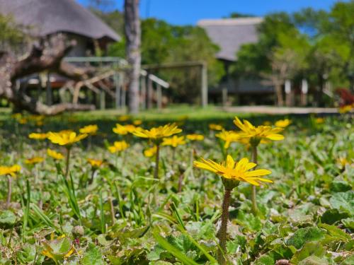 Taman di luar Garden Route Safari Camp