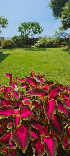 Giardino di Villa Olga B&B