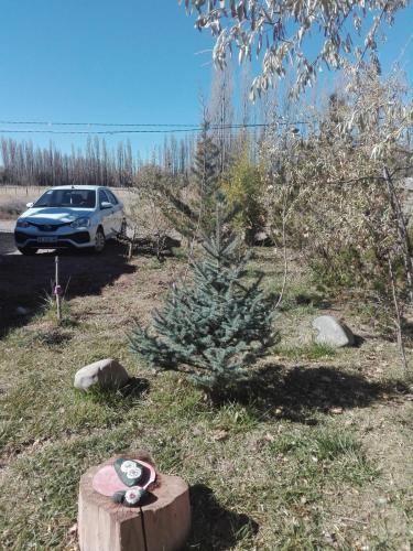 un pequeño árbol de Navidad en un muñón junto a un coche en dormi La familia en Malargüe