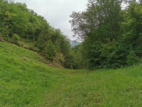 a grassy hill with trees on the side of it at B&B Il Mulino alla Busa in Vallarsa