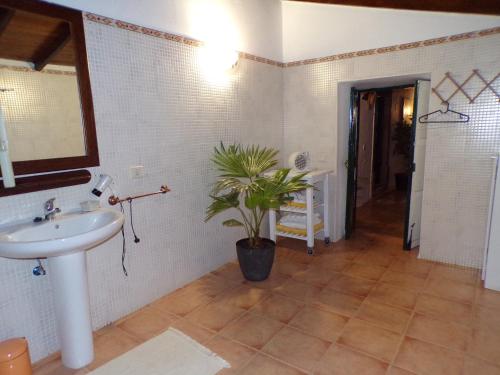 a bathroom with a sink and a potted plant at CASA DIEGUITO, TURISMO RURAL in Valleseco