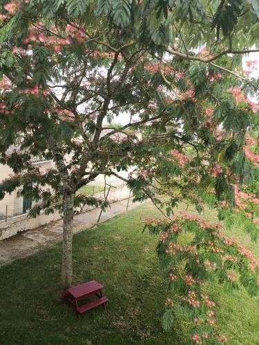 a red bench next to a tree with pink flowers at L 'ALBIZIA in Chauvigny