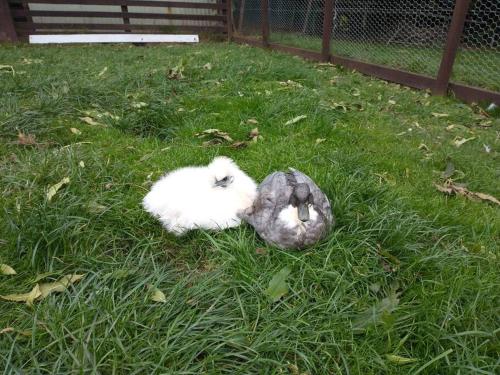 a couple of rabbits laying in the grass at The Willow (Alton Towers, Animals, Peak District) in Denstone