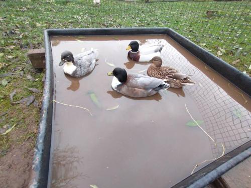 a group of ducks sitting in a bird trap at The Willow (Alton Towers, Animals, Peak District) in Denstone