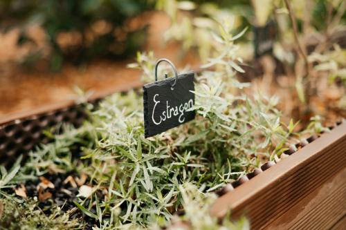 a small tag in a plant in a garden at Les Gîtes de l'Altévic in Hattstatt