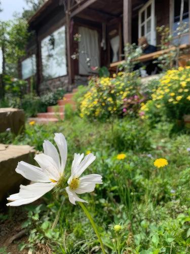 a white flower in front of a house at Romantic house on a pine hill Dalat in Xuan An