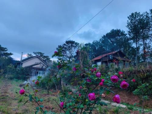 a field of roses in front of a house at Romantic house on a pine hill Dalat in Xuan An