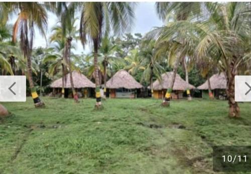 a group of huts in a field with palm trees at Cabañas el paisa tours in Arboletes